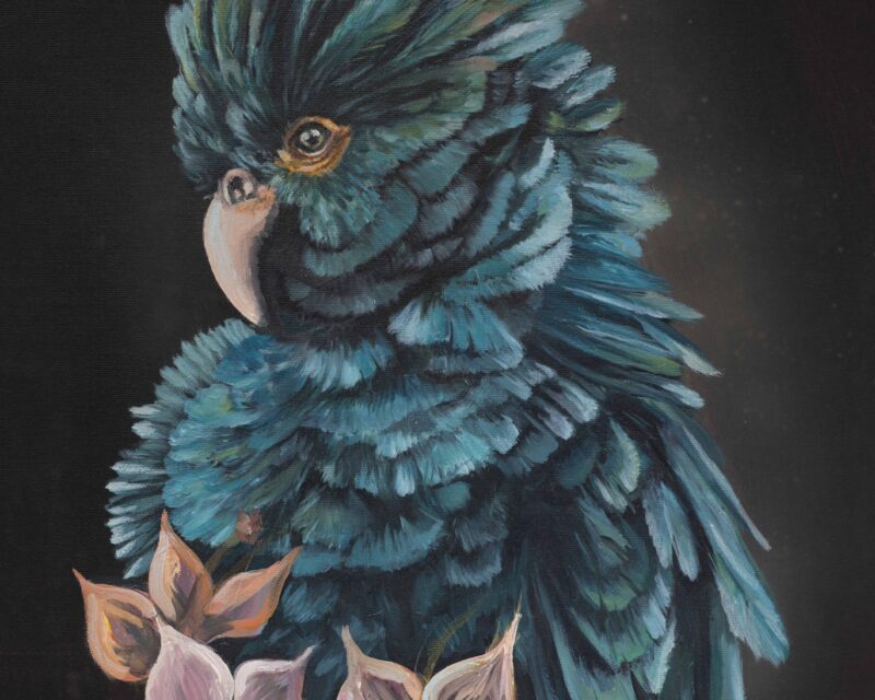 BAT_Cacaotoes_38x46 BAT_Cacaotoes_38x46